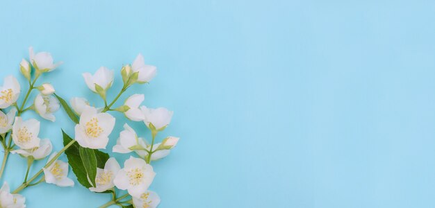 Fondo de banner de tarjeta de felicitación, delicadas flores de jazmín sobre fondo azul con espacio de copia con enfoque selectivo