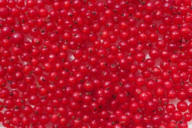 Foto fondo de bayas de cosecha de grosella roja