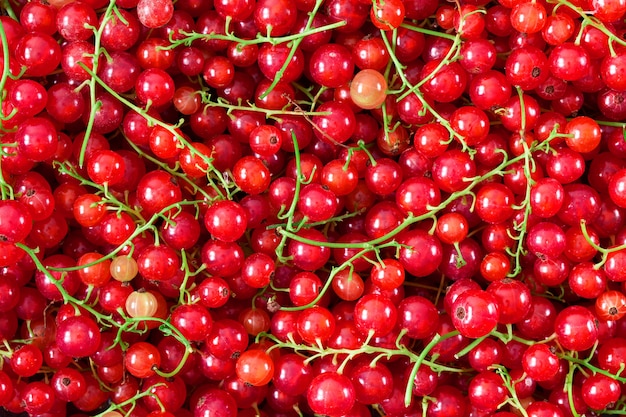 Fondo de bayas de grosella roja jugosa madura