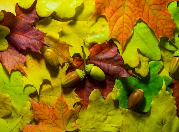 Fondo de bellotas y hojas de otoño brillante con lugar para texto