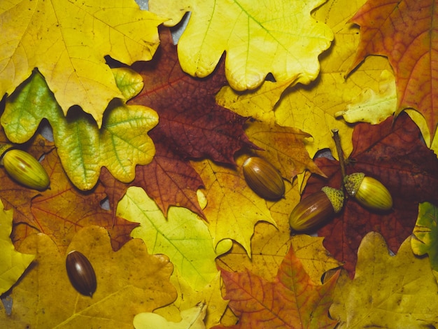 Fondo de bellotas y hojas de otoño brillante con lugar para texto
