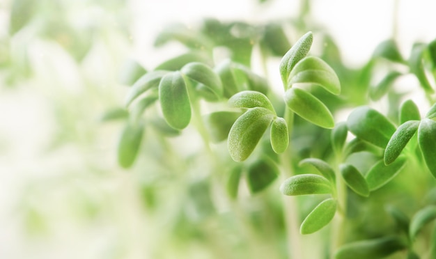 Fondo de berros microgreens extremadamente primer plano ensalada de berros