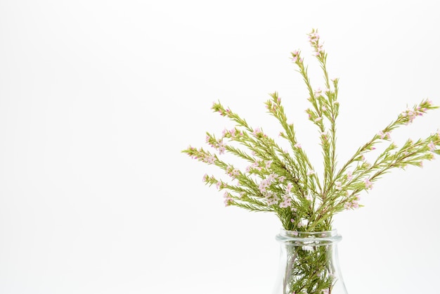 Fondo blanco del espacio con las decoraciones frescas de la planta de la flor.