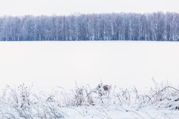 Fondo blanco de estilo inexpresivo de pared de bosque nevado de invierno