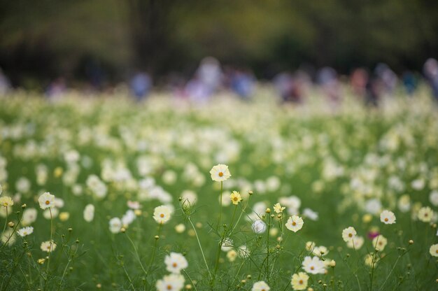 Fondo blanco de la flor del cosmos.