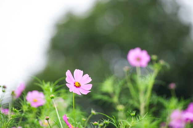 Fondo blanco de la flor del cosmos.