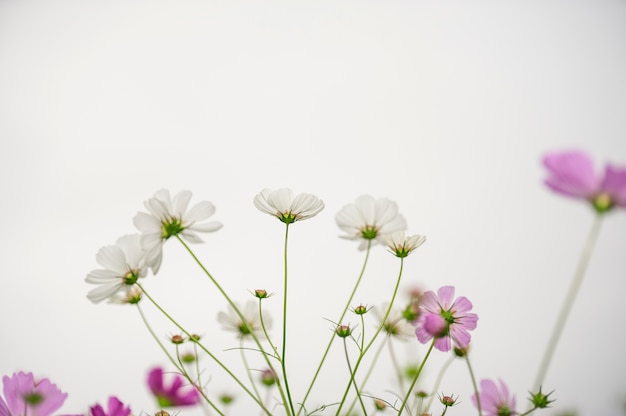 Fondo blanco de la flor del cosmos.