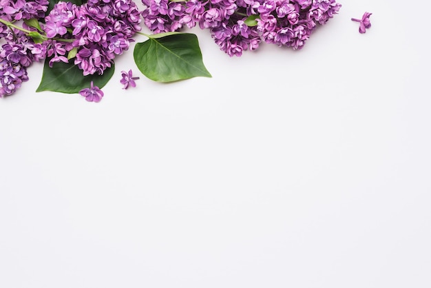 Fondo blanco con flores lilas y lugar para texto.