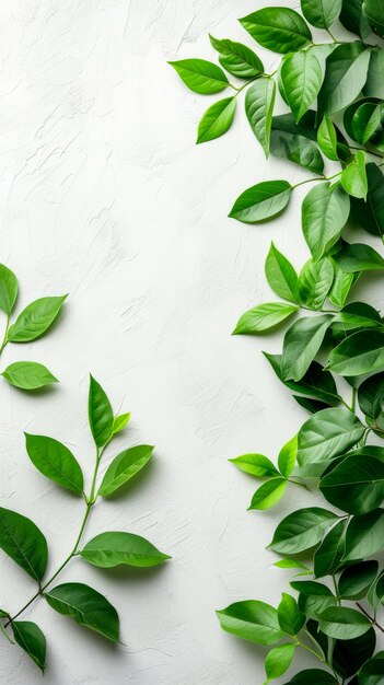 Un fondo blanco con hojas verdes en él