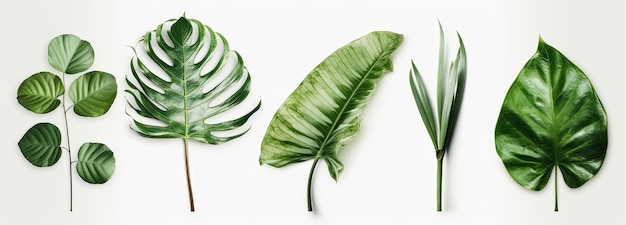 Fondo blanco con hojas verdes de varias plantas diseñadas con simbolismo tropical IA generativa
