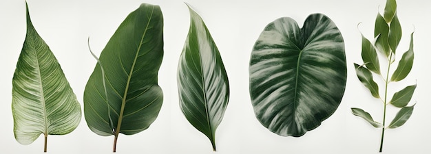 Fondo blanco con hojas verdes de varias plantas diseñadas con simbolismo tropical IA generativa