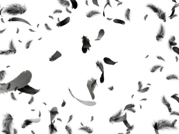 Un fondo blanco con plumas negras y un fondo blanco con una foto en blanco y negro