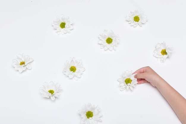 Foto fondo blanco con ramas florecientes de cerezas de ciruela y margaritas espacio para invitación de saludo de texto