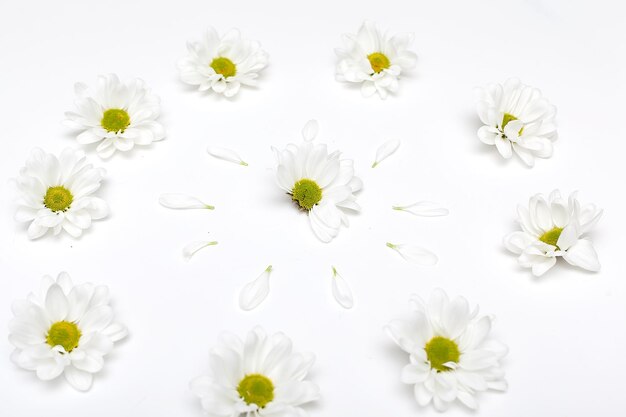 Foto fondo blanco con ramas florecientes de cerezas de ciruela y margaritas espacio para invitación de saludo de texto