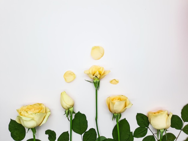 Un fondo blanco con rosas amarillas y pétalos marchitos.