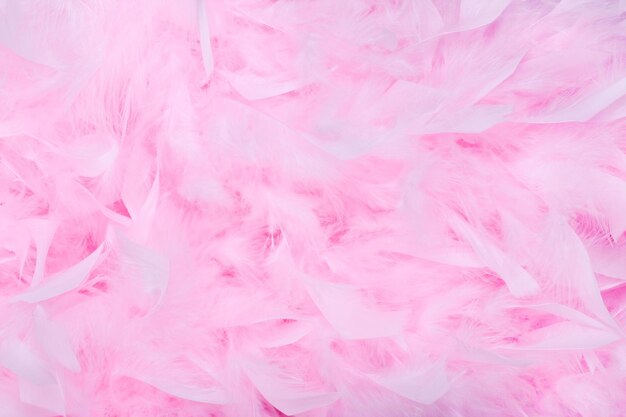 Fondo de boa de plumas rosa