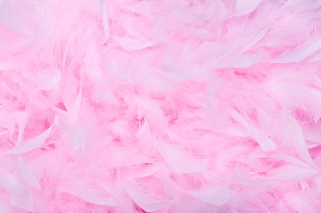 Fondo de boa de plumas rosa