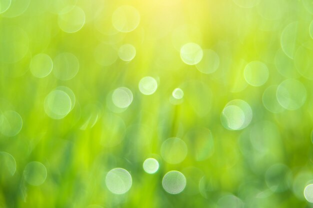 El fondo bokeh del follaje