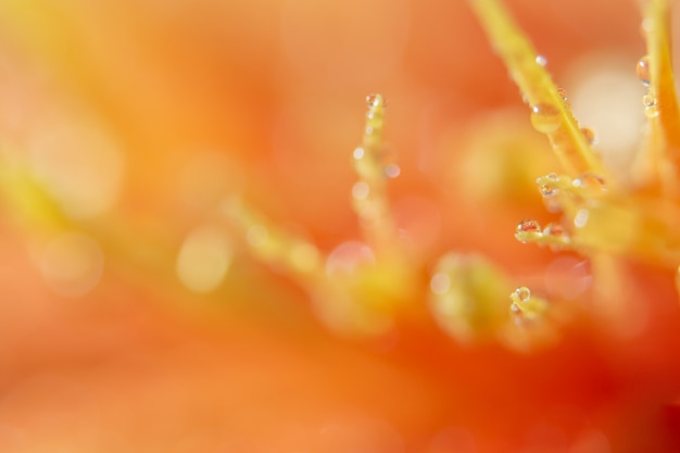 Fondo Bokeh con gotas de agua sobre pétalos de flores de naranja