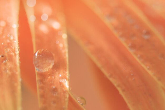 Fondo Bokeh con gotas de agua sobre pétalos de flores de naranja