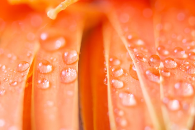 Fondo Bokeh con gotas de agua sobre pétalos de flores de naranja