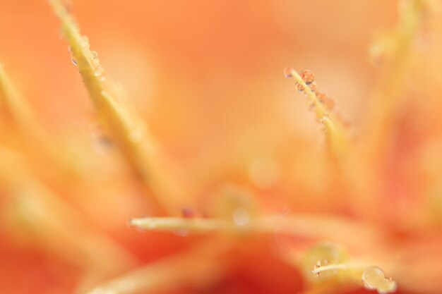 Foto fondo bokeh con gotas de agua sobre pétalos de flores de naranja