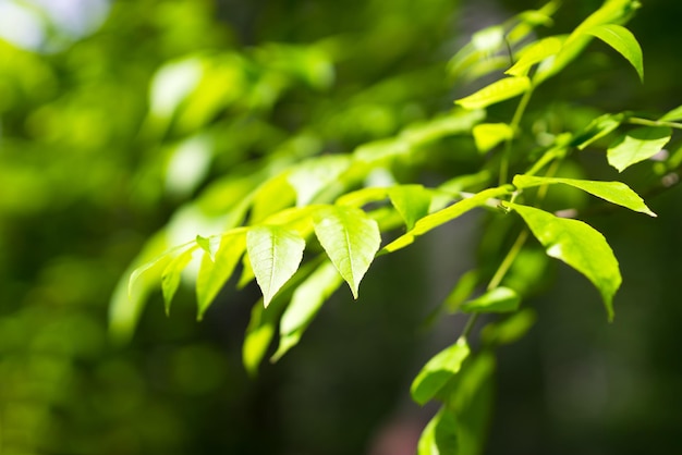 Fondo de bokeh de hojas verdes de verano horizontal
