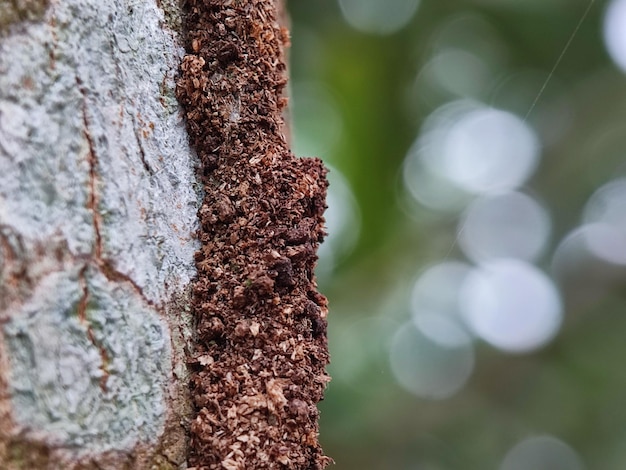 fondo de bokeh de la naturaleza