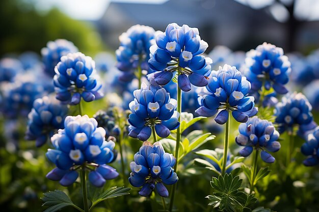 El fondo del bonete azul tranquilo la belleza de la flor silvestre azul