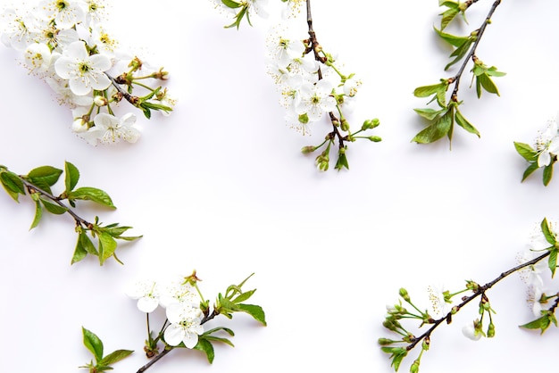 Fondo de borde con hermosas ramas de flores blancas.