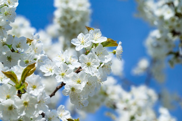 Fondo de borde de primavera con primer plano de flor Fondo de primavera floral abstracto Flores sobre fondo de naturaleza borrosa