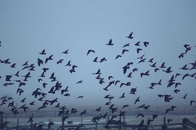 Fondo borroso abstracto, bandada de pájaros negros en vuelo, concepto de estrés por tristeza, depresión de otoño