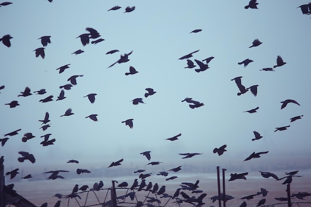 Fondo borroso abstracto, bandada de pájaros negros en vuelo, concepto de estrés por tristeza, depresión de otoño