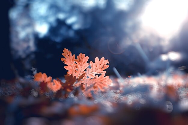 Fondo borroso abstracto de un parque de otoño / hermoso paisaje con reflejos y bokeh en un día soleado en un parque de la ciudad de otoño amarillo