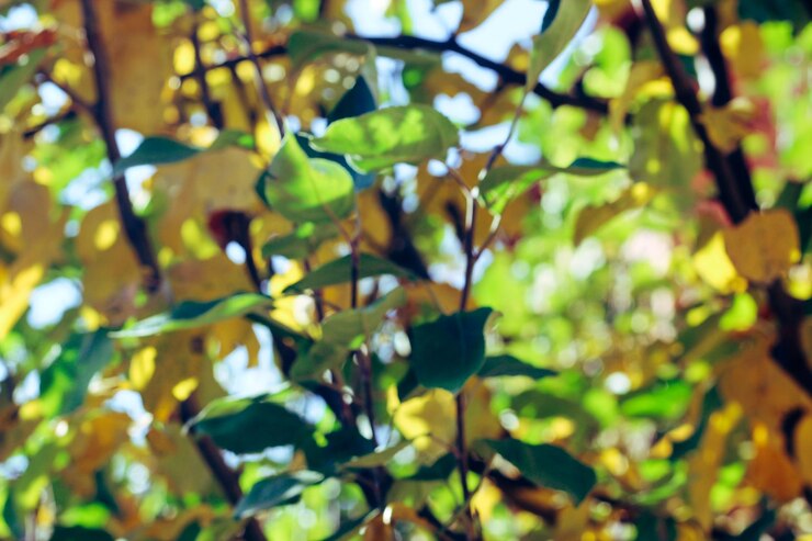 Fondo borroso de un árbol con hojas verdes
