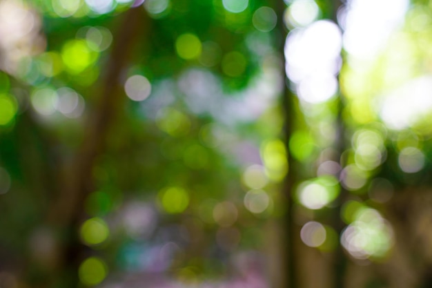 Fondo borroso y bokeh de naturaleza fresca verde