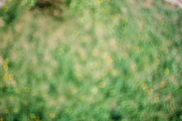 Fondo borroso de hierba y flores de primavera