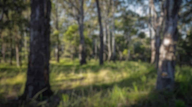 Foto el fondo borroso de la luz solar filtrándose a través de una densa selva verde