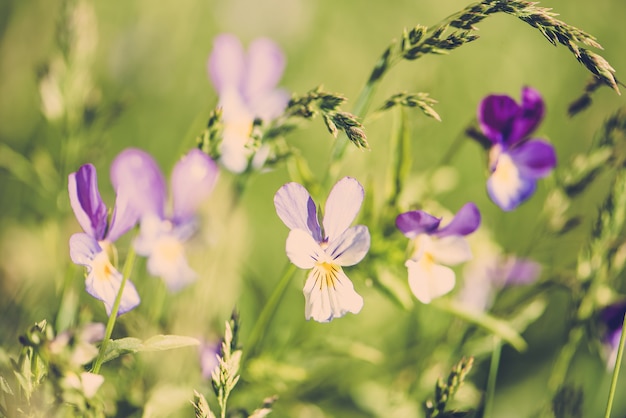 Fondo borroso por muchos flor amarilla en el campo en la mañana.