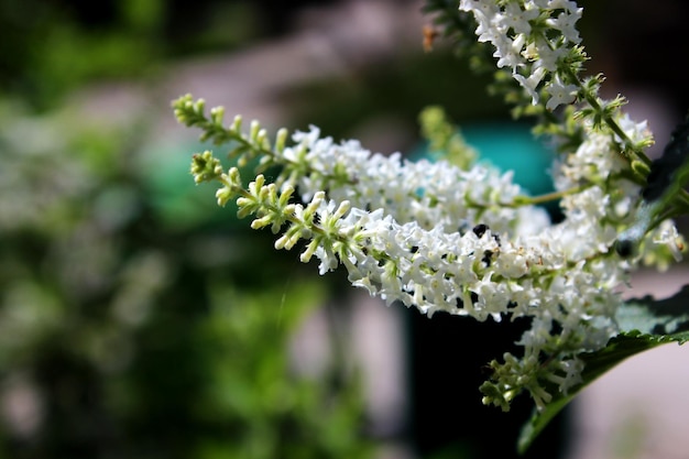 un fondo borroso natural de bonitas flores blancas