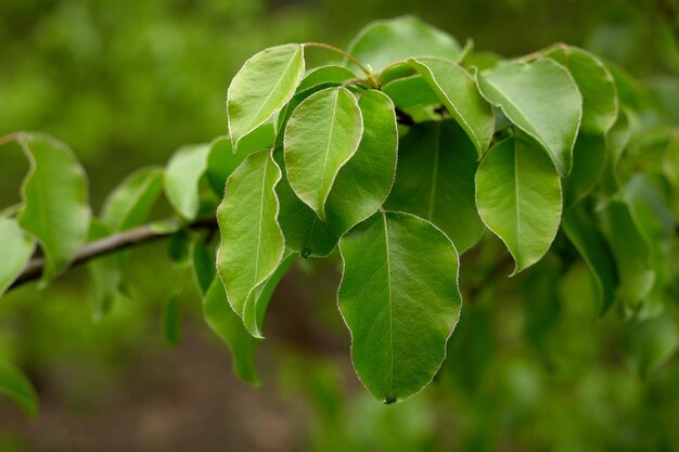 Fondo borroso natural de primavera con hojas verdes en el espacio de copia de rama de árbol desenfocado