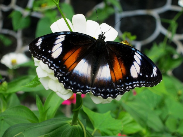 Un fondo borroso de la naturaleza de la perca de la mariposa monarca en la flor amarilla