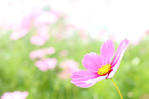 Fondo borroso del paisaje de la primavera de las flores del cosmos salvaje