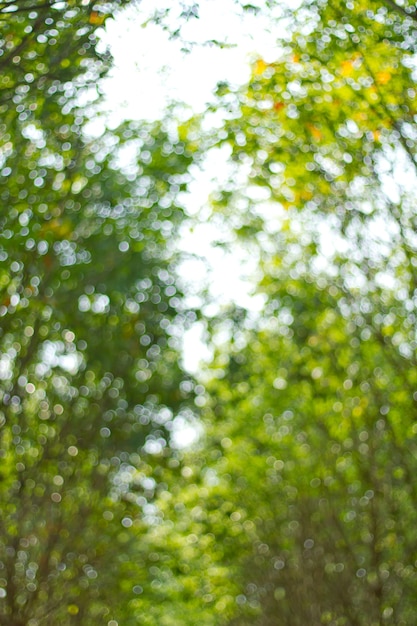 Fondo borroso verde natural. Fondo borroso verde Defocused.