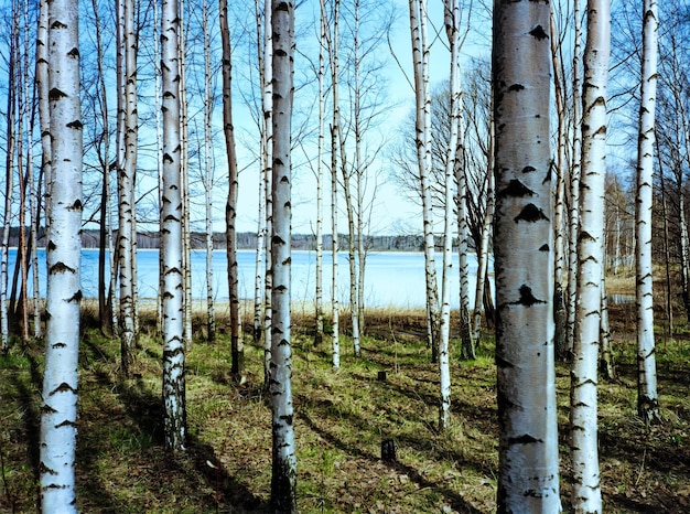 Fondo de bosque de abedul