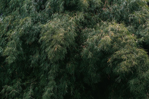 Fondo de bosque de bambú estético escénico