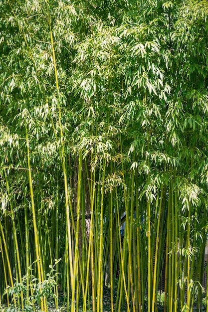 Fondo de bosque de bambú