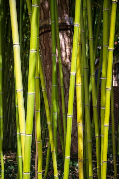 Fondo de bosque de bambú