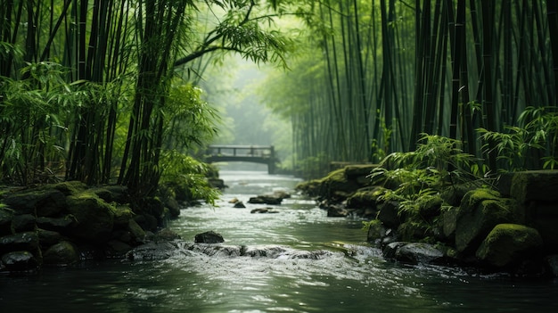 Fondo de bosque de bambú