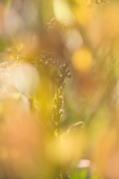 Fondo de bosque de bokeh de hermosa naturaleza de hojas de otoño